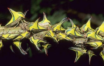 Cele mai ciudate animale din lume 18408429