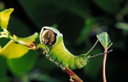 Cele mai ciudate animale din lume 18408430