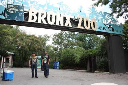 Fiarele din Bronx