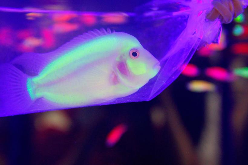 Aqua-fantastici 18411074