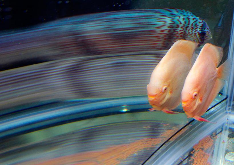 Aqua-fantastici 18411075