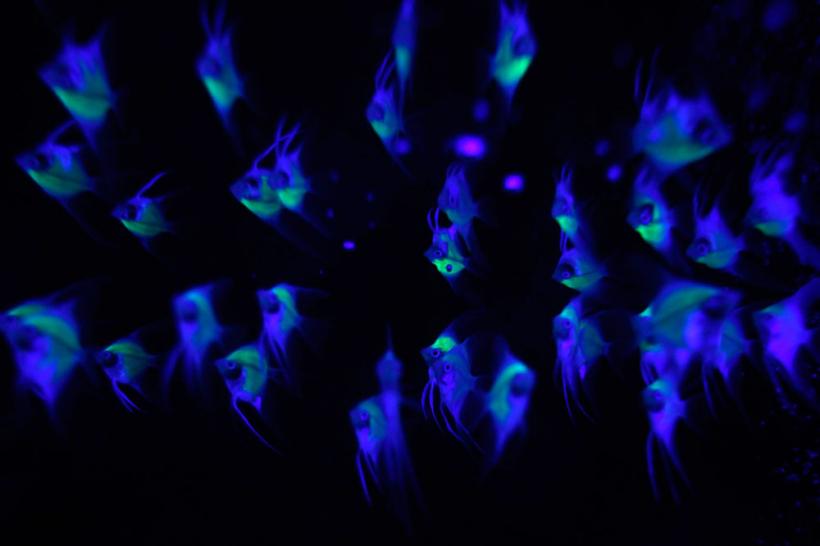 Aqua-fantastici 18411076