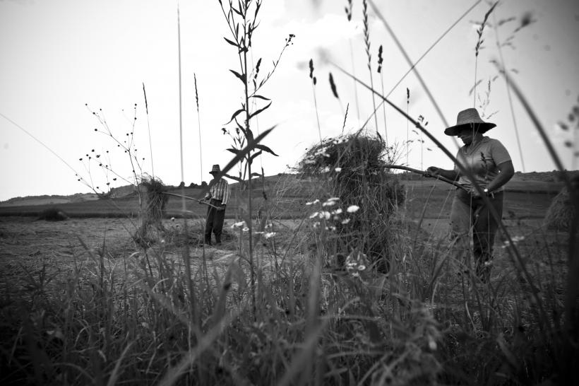 Crişani, satul pălăriilor 18411247