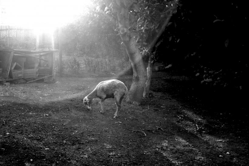 Republica Moldova - Fragila democraţie 18411268