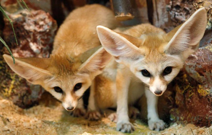 Suntem atat de diferiţi! Inca e bine 18411111