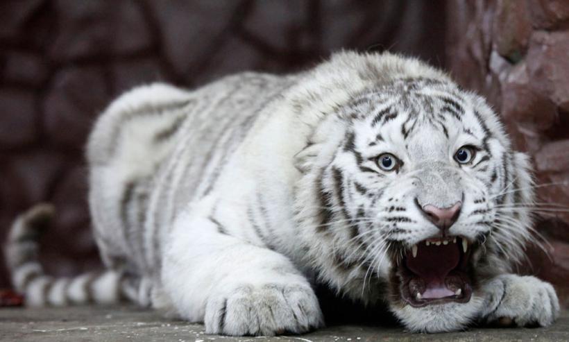 Suntem atat de diferiţi! Inca e bine 18411127