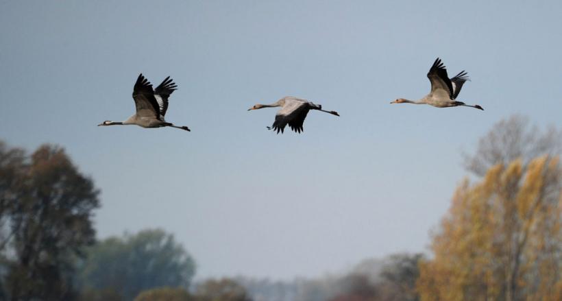 Suntem atat de diferiţi! Inca e bine 18411131