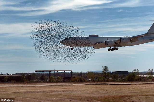 Avion militar, “înghiţit” de un stol de păsări