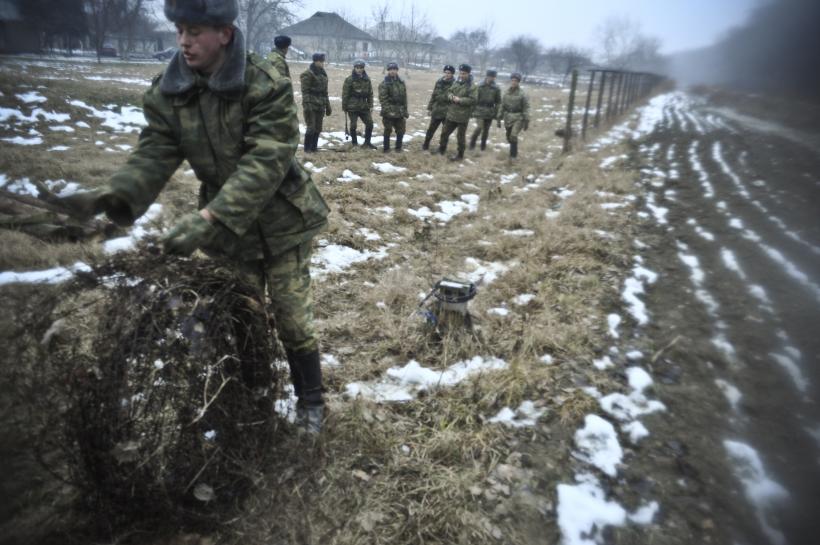 Prutul fără ghimpi 18411710