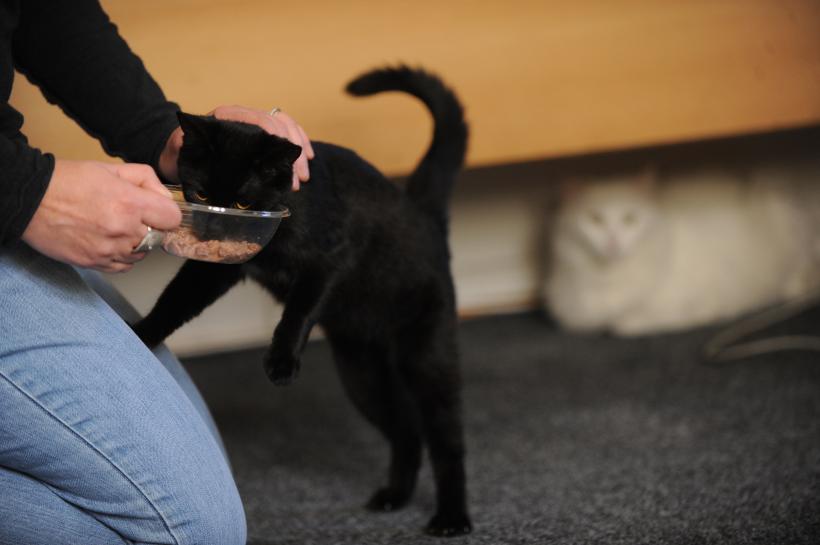 Pisicile aristocrate îşi caută părinţi adoptivi 18412082