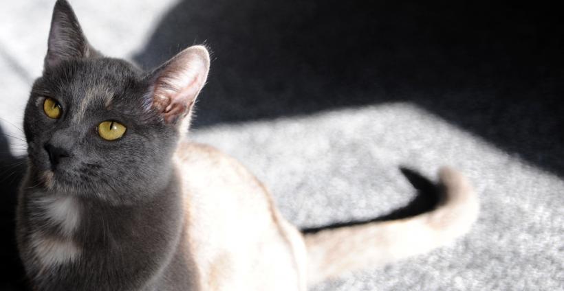 Pisicile aristocrate îşi caută părinţi adoptivi 18412083