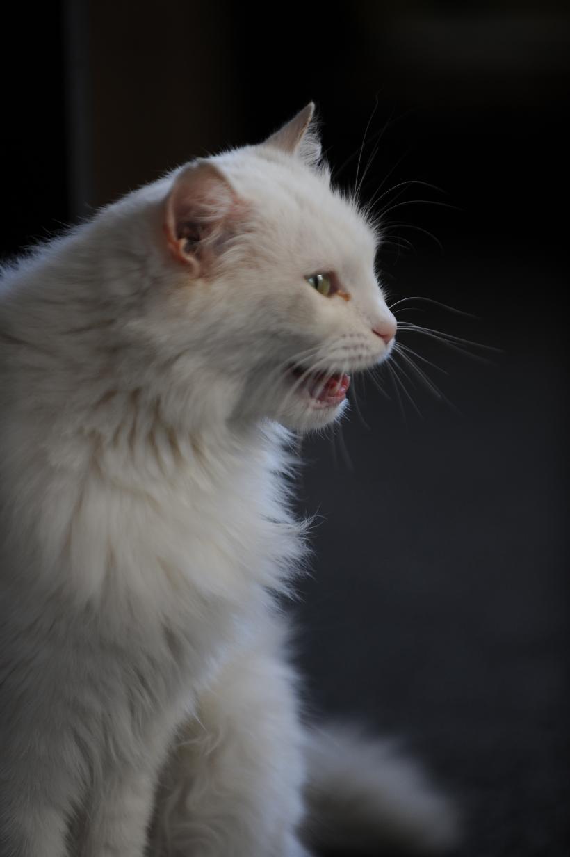 Pisicile aristocrate îşi caută părinţi adoptivi 18412094