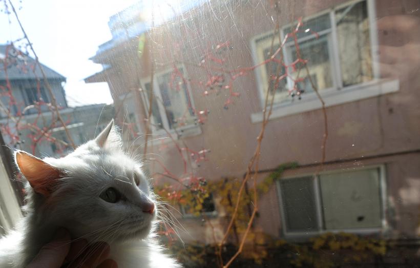 Pisicile aristocrate îşi caută părinţi adoptivi 18412096