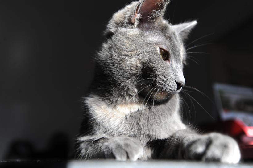 Pisicile aristocrate îşi caută părinţi adoptivi 18412097