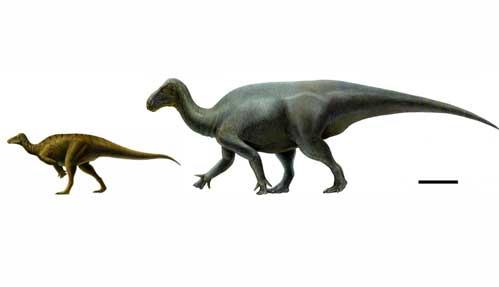 Dragonul-cal şi iguana gigantică, două specii noi de dinozauri?