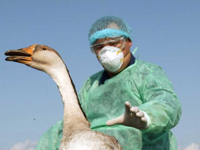 Gripa aviară, tratată cu şpagă