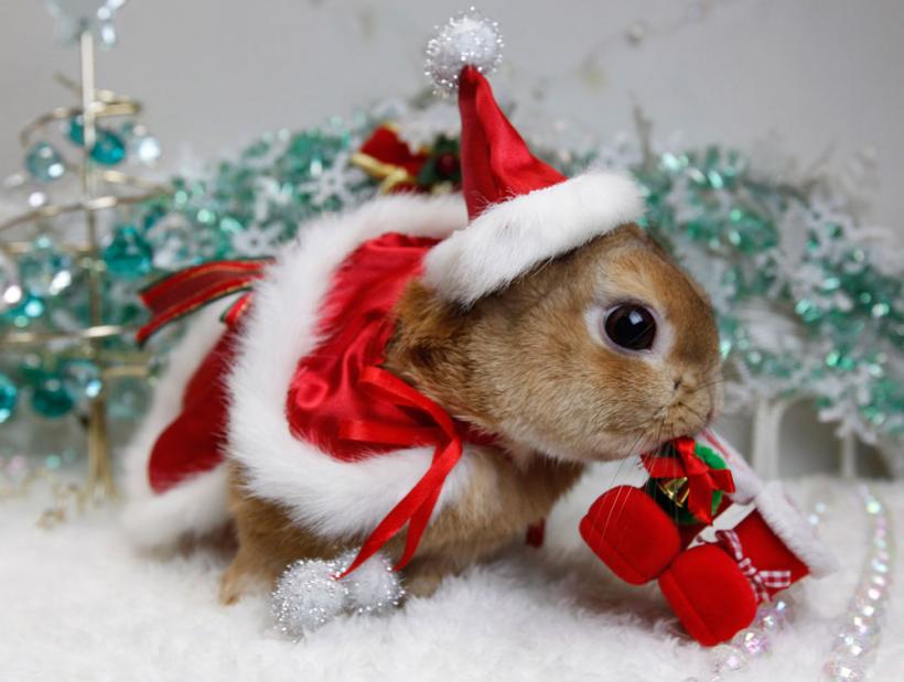 Aşteptându-l pe Moş Crăciun 18415760