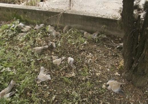 "Ploaie" de porumbei morţi într-un orăşel din Italia