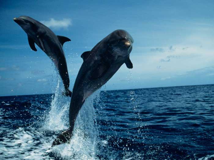 Delfinii, cei mai buni „mimi” din lumea necuvântătoarelor