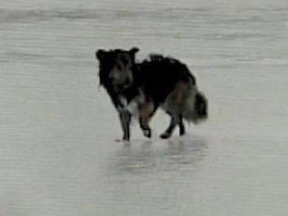 Un câine a supravieţuit cinci zile, prins în gheaţă, în mijlocul unui lac. Vezi video
