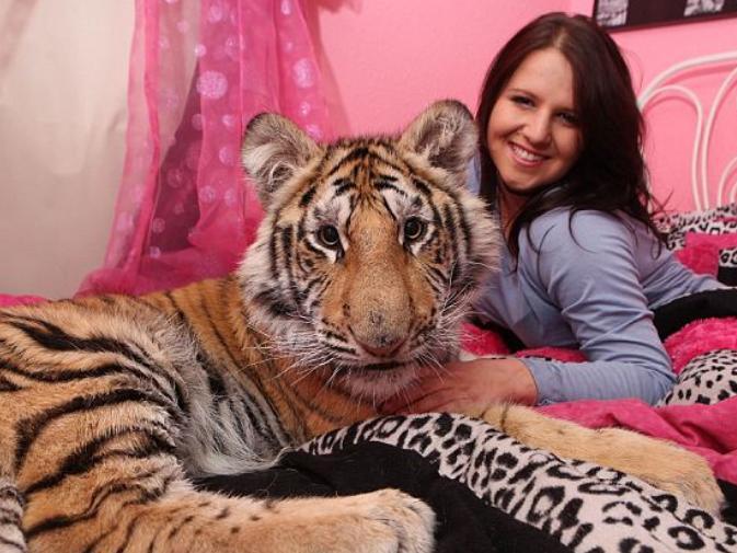 O tânără din Florida îşi împarte patul cu un ...tigru!