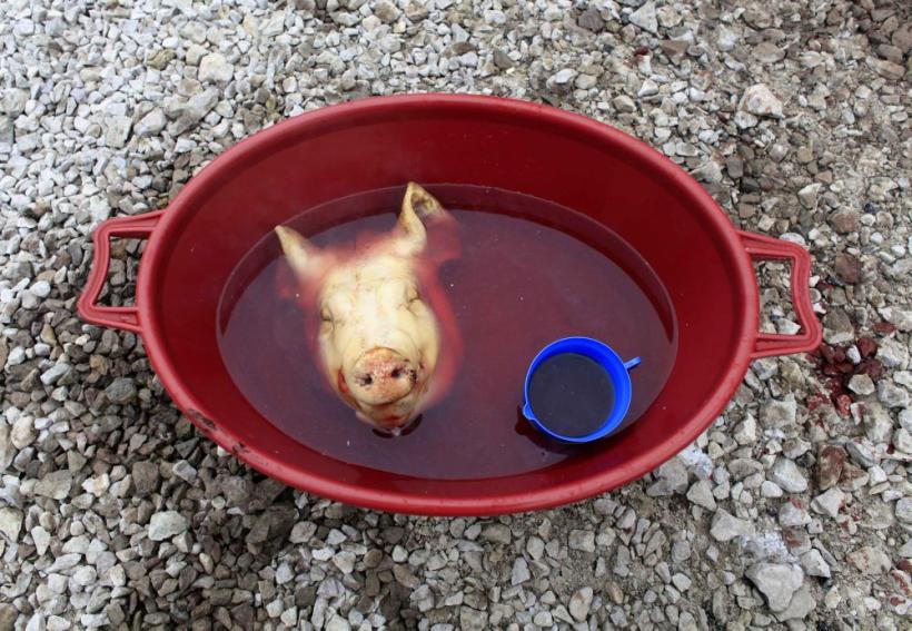 Saptamana in imagini: La circ 18421984