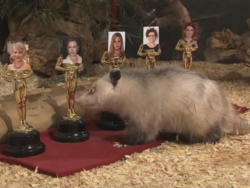 Oposumul saşiu Heidi a ales: Natalie Portman va lua Oscarul! (Video)