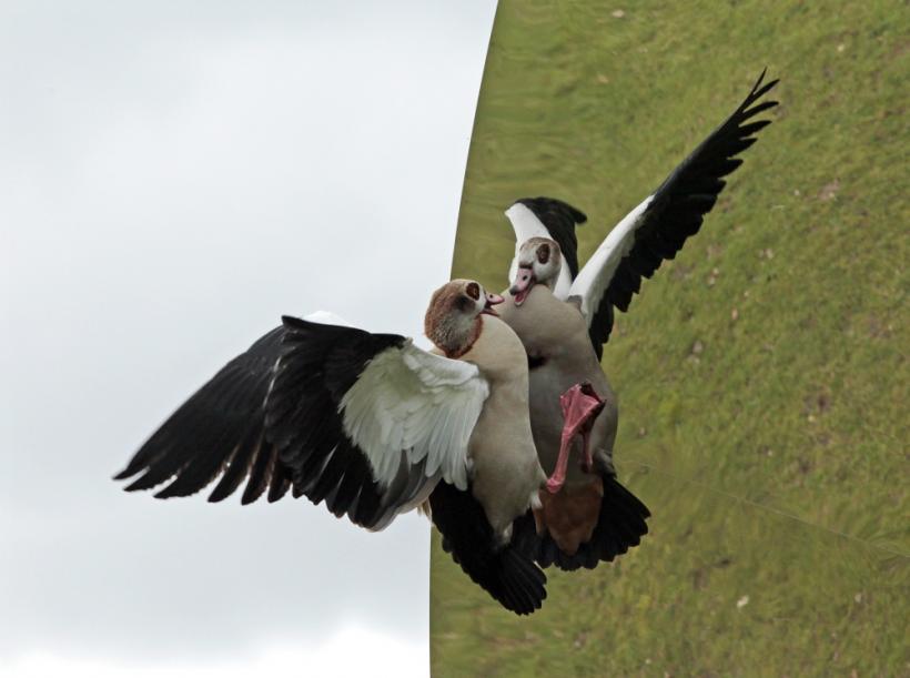 Saptamana 26 februarie - 4 martie in imagini: Bal, Carnaval, Gaddafi 18423493