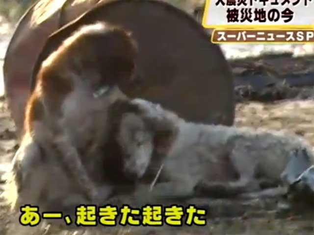 Japonia: Lecţie de devotament, un câine îşi protejează prietenul rănit