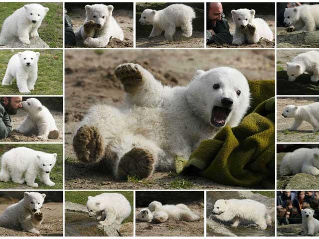Ultimele clipe ale lui Knut, ursul polar – video