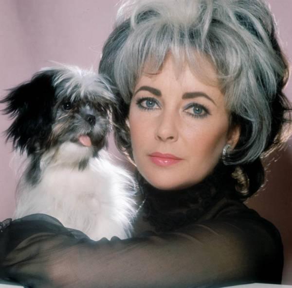 Elizabeth Taylor: O viaţa  în lumina reflectoarelor 18425756