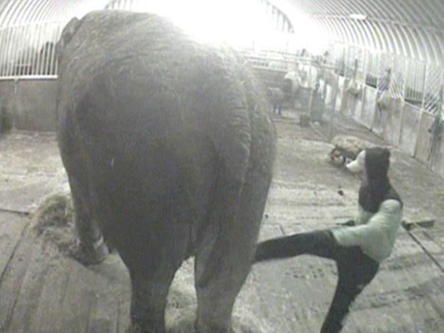 Ultimul elefant de circ din Anglia, sub loviturile bestiale ale unui îngrijitor român - video