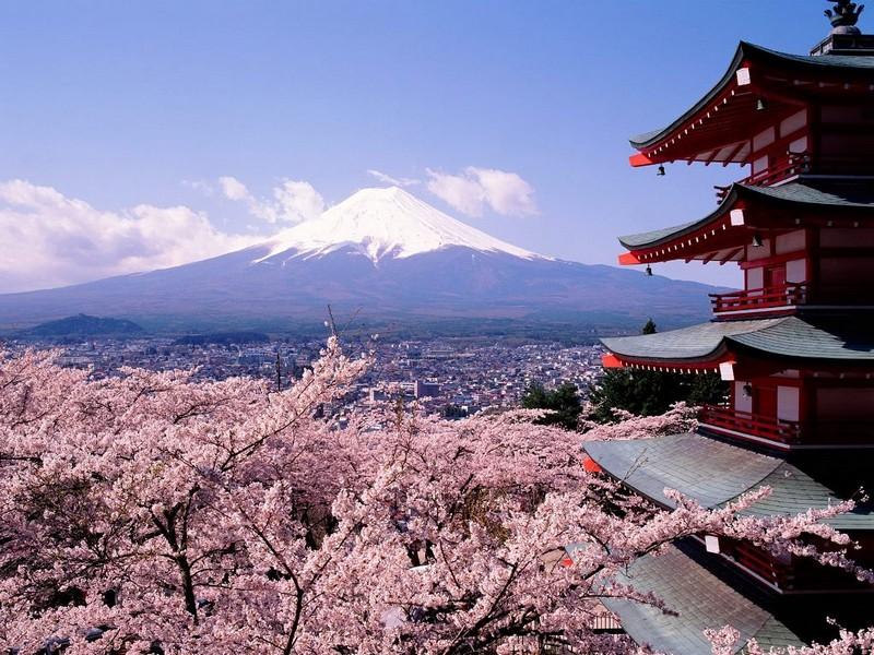 Floarea de cireş – metafora Japoniei care merge mai departe