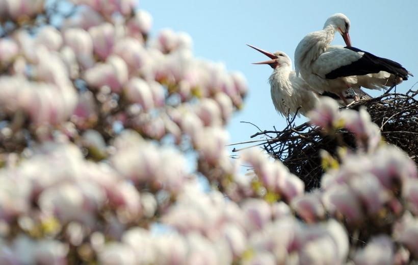 Saptamana 26 martie - 1 aprilie in imagini: Razboi in Libia 18426924