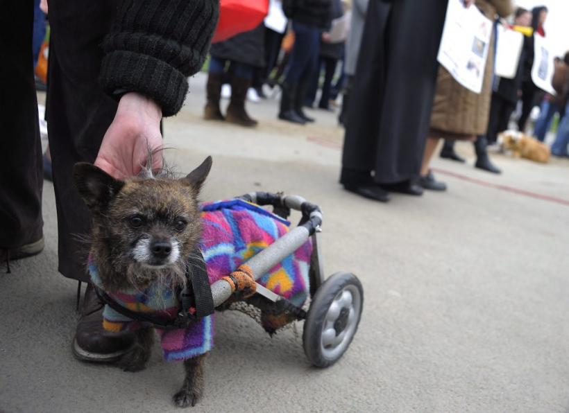 Saptamana 26 martie - 1 aprilie in imagini: Razboi in Libia 18426941