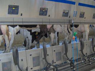 Vaci modificate genetic pentru producţia de lapte matern