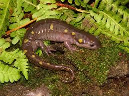 Salamandră garnisită cu alge verzi