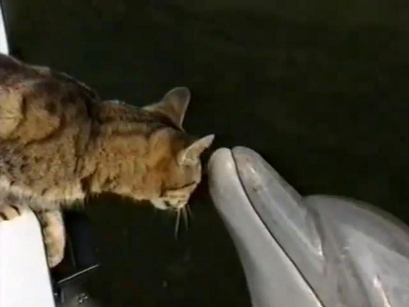 Fără limite! O pisică iubeşte un delfin (Video)