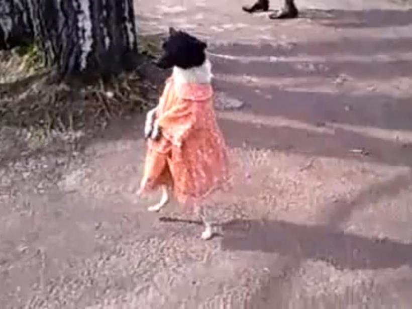 Incredibil! Un câine merge ca oamenii şi poartă rochiţă (Video)