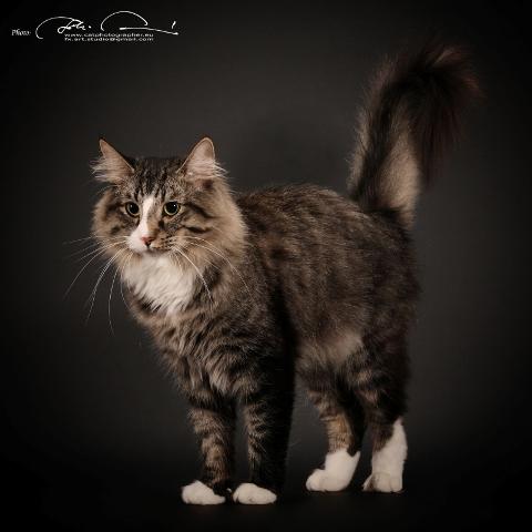 SofistiCAT 18428436