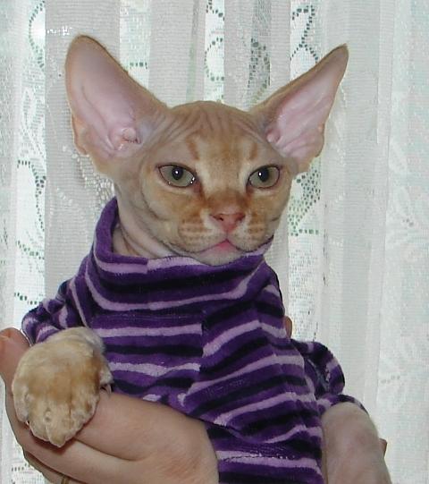 SofistiCAT 18428437
