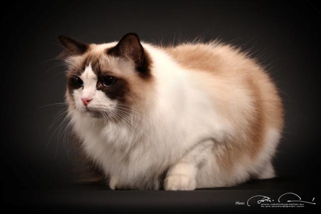 SofistiCAT 18428438