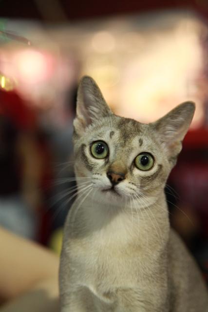 SofistiCAT 18428439