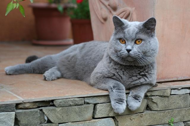 SofistiCAT 18428440