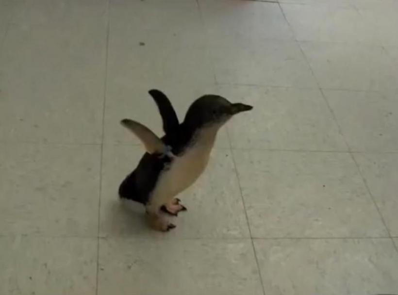 Şi pinguinii se gâdilă (Video)