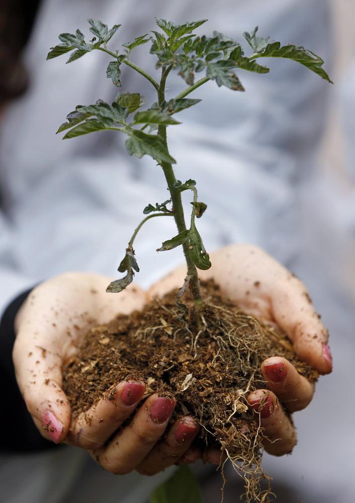 Ziua Pământului: Picnic cu iarbă verde 18429190