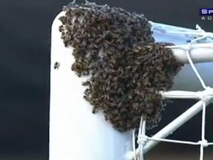 Cuib de albine la vinclul unei porţi de fotbal