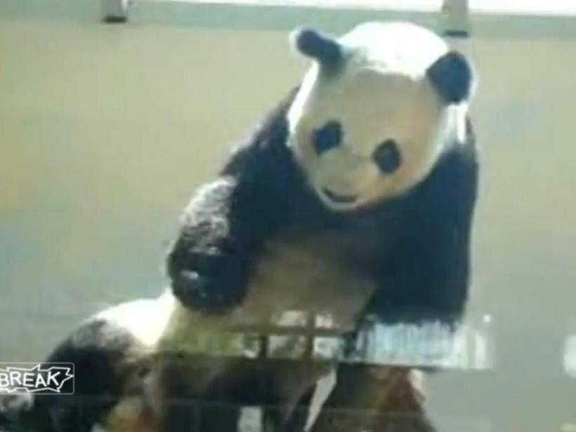 Un urs panda "dansează" hip-hop la zoo (Video)