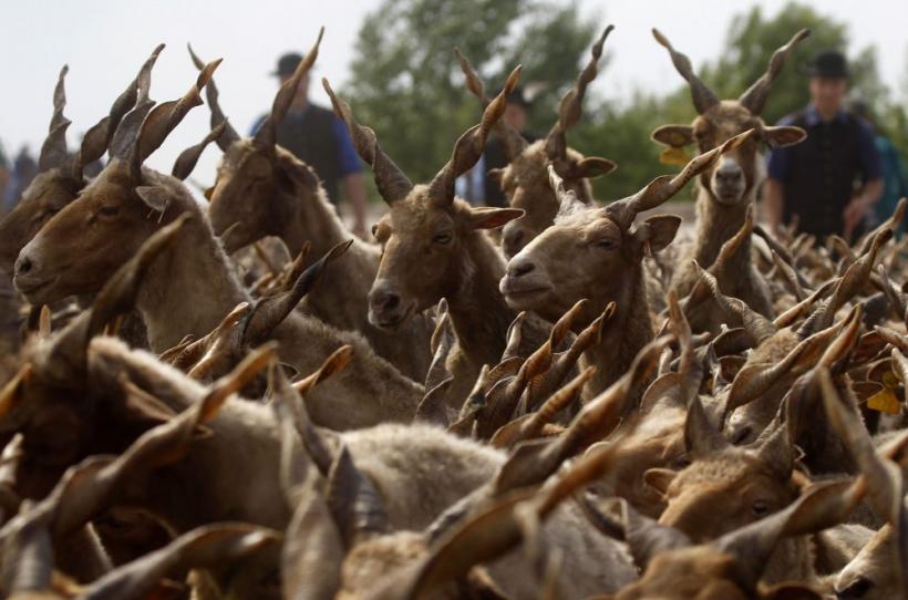 Săptămâna în imagini 30 aprilie - 6 mai: Divinitate şi justiţie divină 18430641