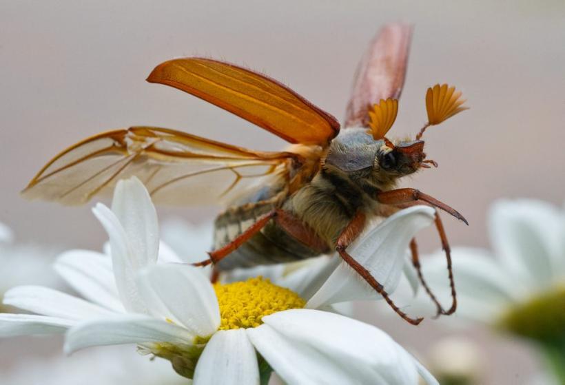 Săptămâna în imagini 30 aprilie - 6 mai: Divinitate şi justiţie divină 18430690